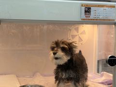 -翊宠yipet猫狗购宠庄园犬舍•猫舍