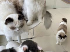 -怪兽屋·羊驼·猫咖·狗咖(俊华广场店)