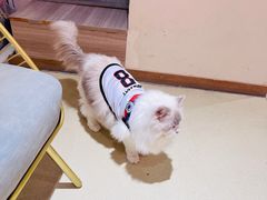 -藏猫猫咖啡主题馆(中央大道店)