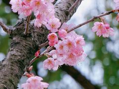 -顾村公园