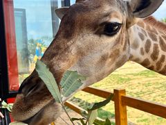 -西霞口神雕山野生动物世界