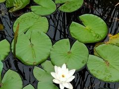 -羊亭河湿地公园