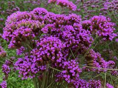 -紫颐香薰山谷景区