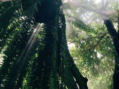 -Fern Forest Cafe