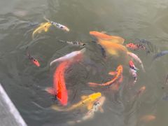 -成都安仁福朋喜来登酒店