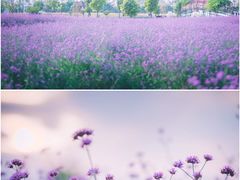 -荷兰花海