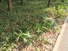 -黄兴公园