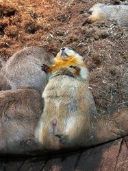 -Zoolung Zoolung动物主题公园(海信广场店)