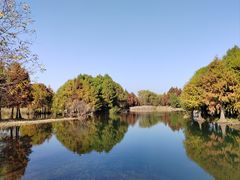 -贡湖湾湿地公园