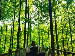 -黄海国家森林公园