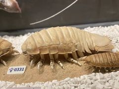 -贝林大翅鲸简餐厅(国家海洋博物馆店)