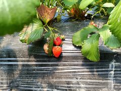 -小鱼草莓采摘园农家乐·小鱼餐厅