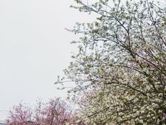 -金砂公园
