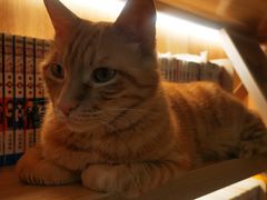 -滚猫咖啡·猫咖·猫友好撸猫(未来城店)
