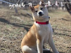 -宠福鑫康馨动物医院·骨科·眼科