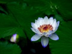 -国家植物园南园