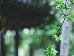 -老门东历史文化街区