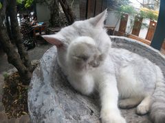 -喵屿·大理花园猫咖