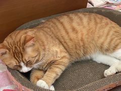 -中农大我爱我爱动物医院·核磁CT·猫病·24小时夜诊中心(石佛营店)