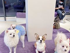 -怪兽屋·羊驼·猫咖·狗咖(俊华广场店)