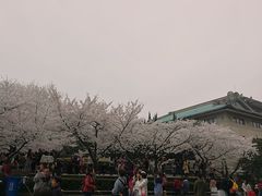-武汉大学-樱园