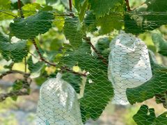 -马陆小张葡萄园农家乐