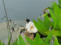 -四海公园(南山区)