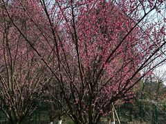 -铁山坪森林公园