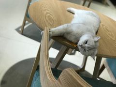 -藏猫猫咖啡主题馆(中央大道店)