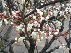 -普陀山风景名胜区-法雨禅寺