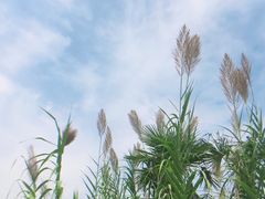 -天屿湖