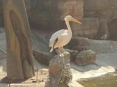 -石家庄市动物园