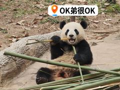 -都江堰中华大熊猫苑