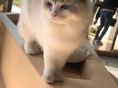 -瞄一喵猫咖(格力海岸店)