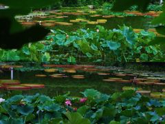 -国家植物园南园