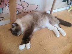 -Let's go狗咖·猫咖·奶狗·桌游(春熙路IFS店)