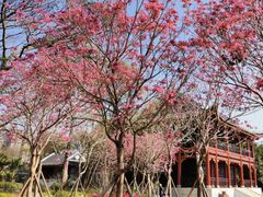 -顺峰山公园