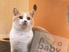-momokira米努特·德文卷毛猫·棉花面纱犬