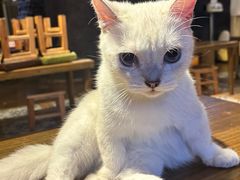 -猫猫幼稚园·撸猫·桌游·电玩