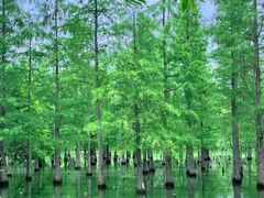 -白鹭湾湿地公园