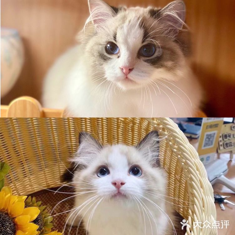 广州猫舍 | 专做德文缅因布偶的正规良心猫舍🐱