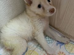 -宠爱国际动物医院· 猫科· 外科·中兽医(长白店)