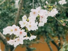 -龙华寺
