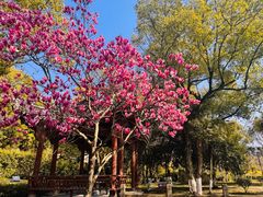 -清漾毛氏文化村