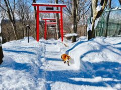 -宫城藏王狐狸村