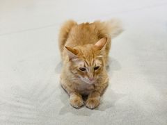 -藏猫猫咖啡主题馆(中央大道店)