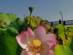 -屈家岭文化遗址