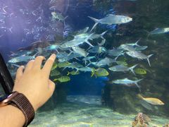 -太平洋海底世界