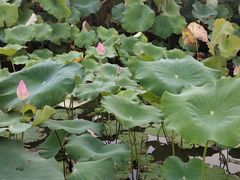 -梁鸿国家湿地公园