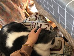 -海边的猫和咖啡馆